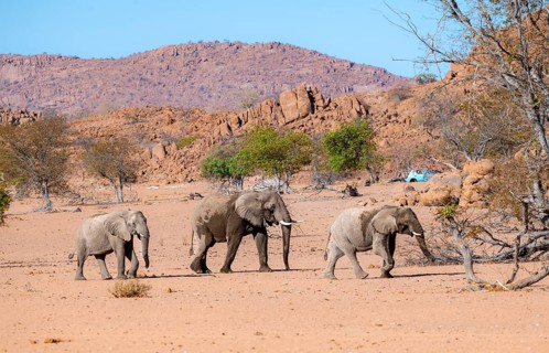 Three African elephants (Loxodonta africana), desert elephants, riverbed of the Ugab River,