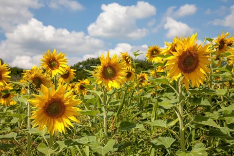 Sunflowers (Helianthus annuus), sunflower field, Palatinate, Rhineland-Palatinate, Germany