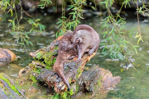 A Eurasian otter (Lutra lutra) grooms himself on a root of a tree with some moss on it lying in the