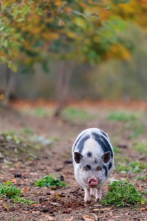 A Kunekune pig (sus scrofa domesticus), a domestic breed from New Zealand walks through a natural