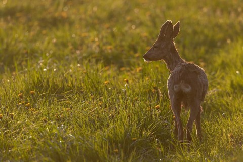 Roebuck (Capreolus capreolus) with velvet horns against the light, Germany