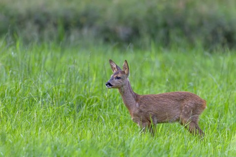 During the mating season, fawns (Capreolus capreolus) are often left to their own devices and watch