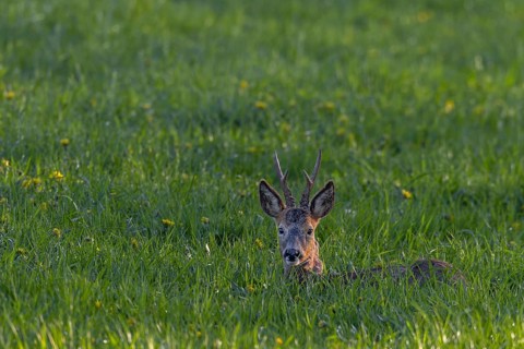 A roebuck (Capreolus capreolus) resting in a meadow, summer coat, summer cover, Germany