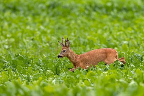 An old roebuck (Capreolus capreolus) purposefully follows the whistling of a doe ready to mate,