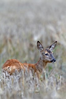 Doe (Capreolus capreolus) standing attentively in a barley field, eyes, summer coat, Germany