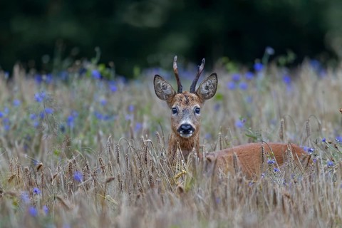 A very old roebuck (Capreolus capreolus) in a barley field with cornflowers (Centaurea cyanus),