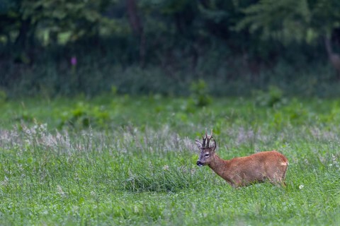 Roebuck (Capreolus capreolus) in best physical condition, eye contact, summer coat, Germany