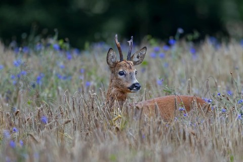 A very old roebuck (Capreolus capreolus) in a barley field with cornflowers (Centaurea cyanus),