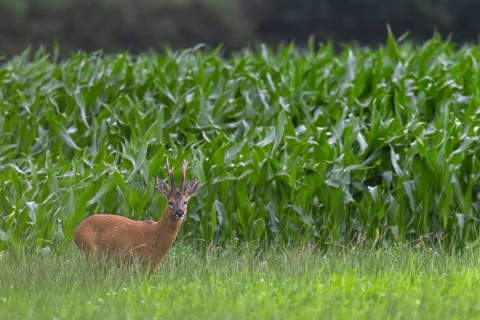 Roebuck (Capreolus capreolus) with unusual horns, an 8-pointer, abnormal, eyes, eye contact, summer