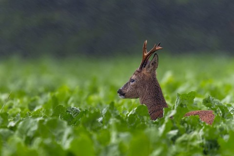 Something attracts the attention of the roebuck (Capeolus capreolus), the ever-increasing rain does