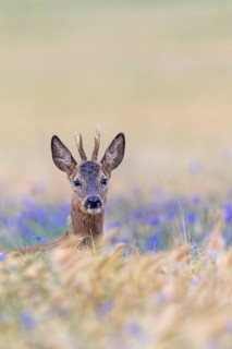 A roebuck (Capreolus capreolus) peers attentively out of a barley field with flowering cornflowers