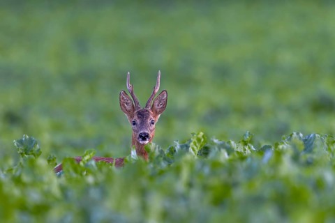 Roebuck (Capreolus capreolus) in a sugar beet field, eye contact, summer coat, Germany