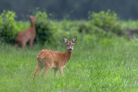 Two doe (Capreolus capreolus) grazing in a meadow, eyes, eye contact, summer coat, Germany