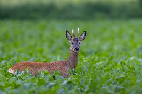 Roebuck (Capreolus capreolus) yearling in a sugar beet field, eye contact, summer coat, Germany