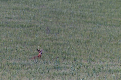 Roebuck (Capreolus capreolus) in a barley field, summer coat, Germany