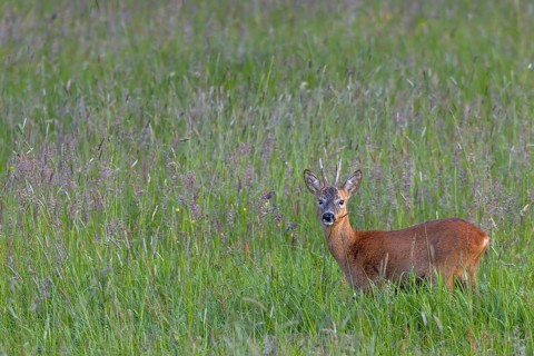 Roebuck (Capreolus capreolus) on a forest meadow, eye contact, summer coat, Germany