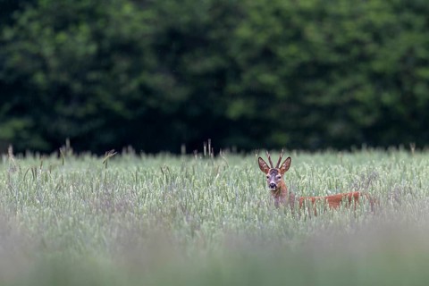 Roebuck (Capreolus capreolus) in a wheat field, eyes, eye contact, summer coat, Germany