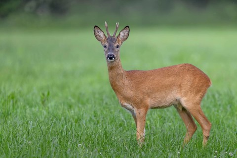 Roebuck (Capreolus capreolus) yearling in summer coat, eye contact, Germany