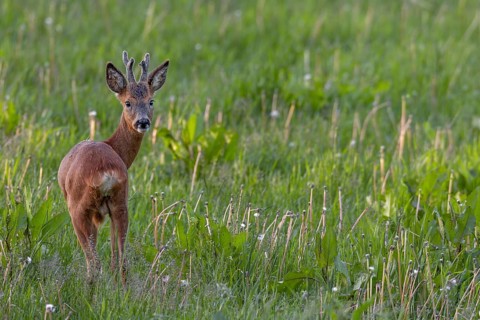 Roebuck (Capreolus capreolus) yearling in summer cover, the horns are still wearing the velvet,