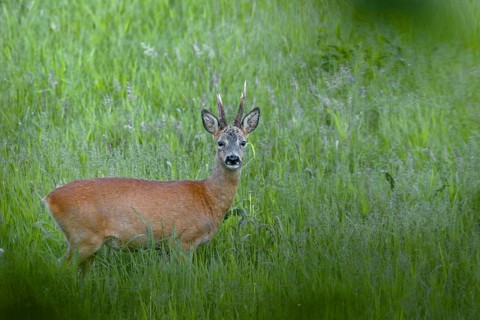 A roebuck (Capreolus capreolus) in best condition shortly in front of the beginning of the leaf
