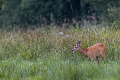 Roebuck (Capreolus capreolus) yearling grazing on a moorland meadow, summer coat, summer cover,