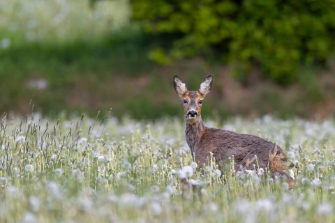 Roe deer (Capreolus capreolus) and fawns on a dandelion meadow (Taraxacum officinale), young