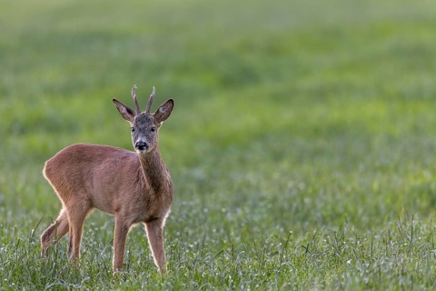 Roebuck (Capreolus capreolus) in summer coat in a meadow in search of food, attentive, Germany