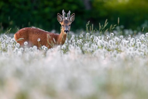 Roebuck (Capreolus capreolus) yearling with bast horns grazing on a dandelion meadow (Taraxacum