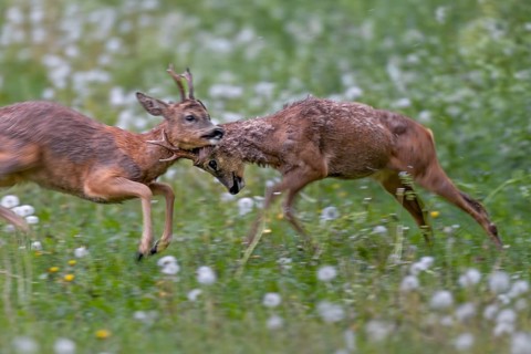 The territorial roebuck (Capreolus capreolus) is so aggressive that it attacks the entire body of