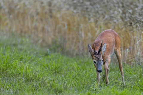 A roebuck (Capreolus capreolus) impresses a doe in the leaf season and strikes the ground with its