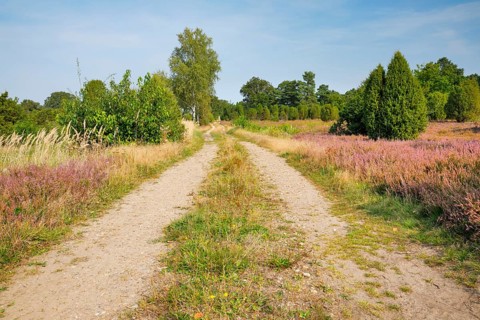 Tree-lined dirt road amidst blooming southern heath, Lower Saxony, Germany