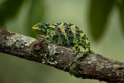 Three-horned chameleon (Trioceros jacksonii), female, Bwindi Impenetrable Forest National Park,