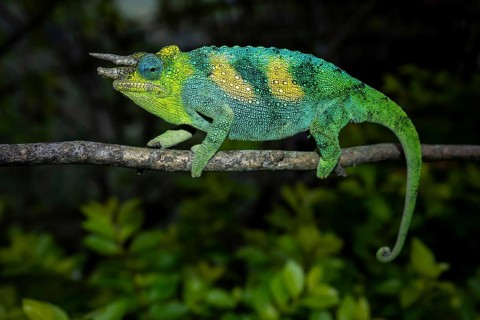 Three-horned chameleon (Trioceros jacksonii), male, Bwindi Impenetrable Forest National Park,