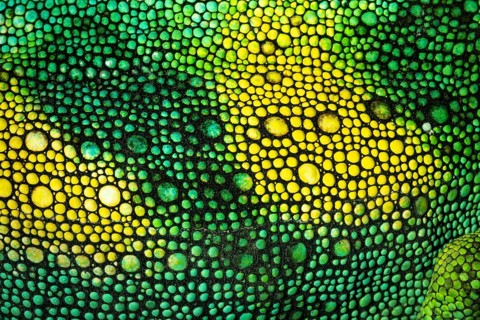 Detail, skin of a three-horned chameleon (Trioceros jacksonii), male, Bwindi Impenetrable Forest