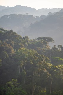 Rainforest, jungle, Bwindi Impenetrable Forest National Park, Uganda