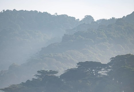 Rainforest, jungle, Bwindi Impenetrable Forest National Park, Uganda