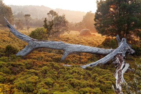 Dead wood of King Billy pine at sunrise. Morning atmosphere with dead wood in Cradle Mountains