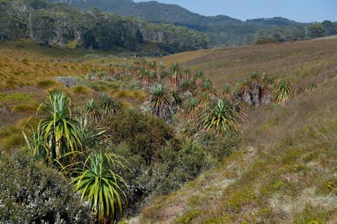Endemic pandani giant grass tree in the valley in Cradle Mountains National Park in Tasmania,
