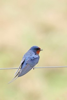 Barn swallow (Hirundo rustica) sitting on a pasture fence, wildlife, animals, birds, swallows,