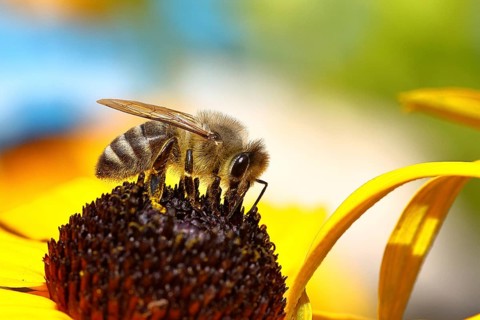 European honey bee (Apis mellifera), collecting nectar from a flower of yellow coneflower