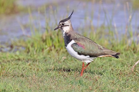 Lapwing (Vanellus vanellus), gorgeous dress, looking for food in a swampy meadow, wildlife,
