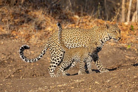 Leopard (Panthera pardus) female with 4 month old cub Zambia