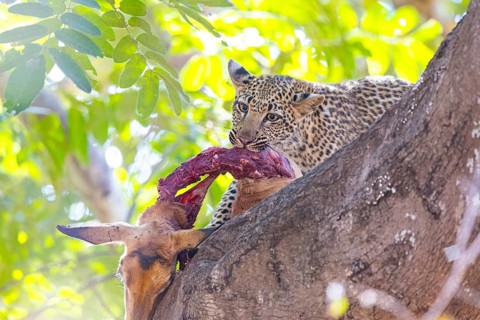 Leopard (Panthera pardus) male cub feeding on Impala kill Zambia