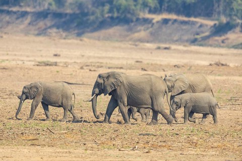 African Elephant (Loxodonta africana) family crossing Luangwa Valley Zambia