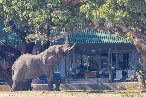 African elephant (Loxodonta africana) infront of camp Zambia