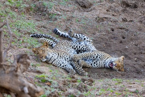 Leopard (Panthera pardus) two cubs 12 month old playing Zambia