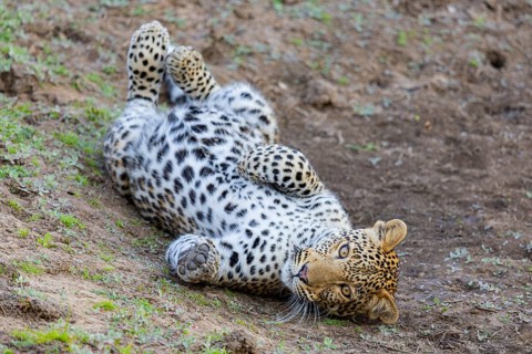Leopard (Panthera pardus) cub 12 month old Zambia