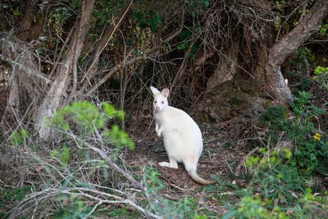 Rare white wallaby in the wild of Tasmania. Albino Bennett Wallaby at the edge of the forest on