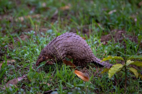 Pangolin on the ground, white-bellied pangolin (Phataginus tricuspis, Manis tricuspis), Western