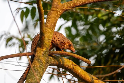 Pangolin climbing a tree, white-bellied pangolin (Phataginus tricuspis, Manis tricuspis), Western